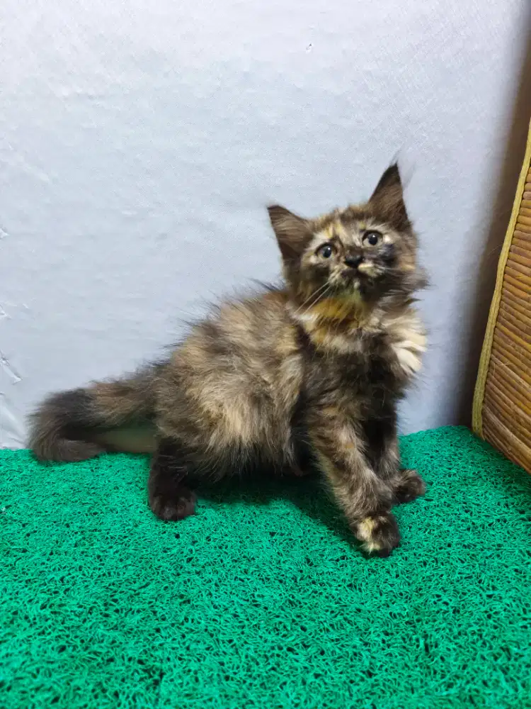Persia Tortie Kitten