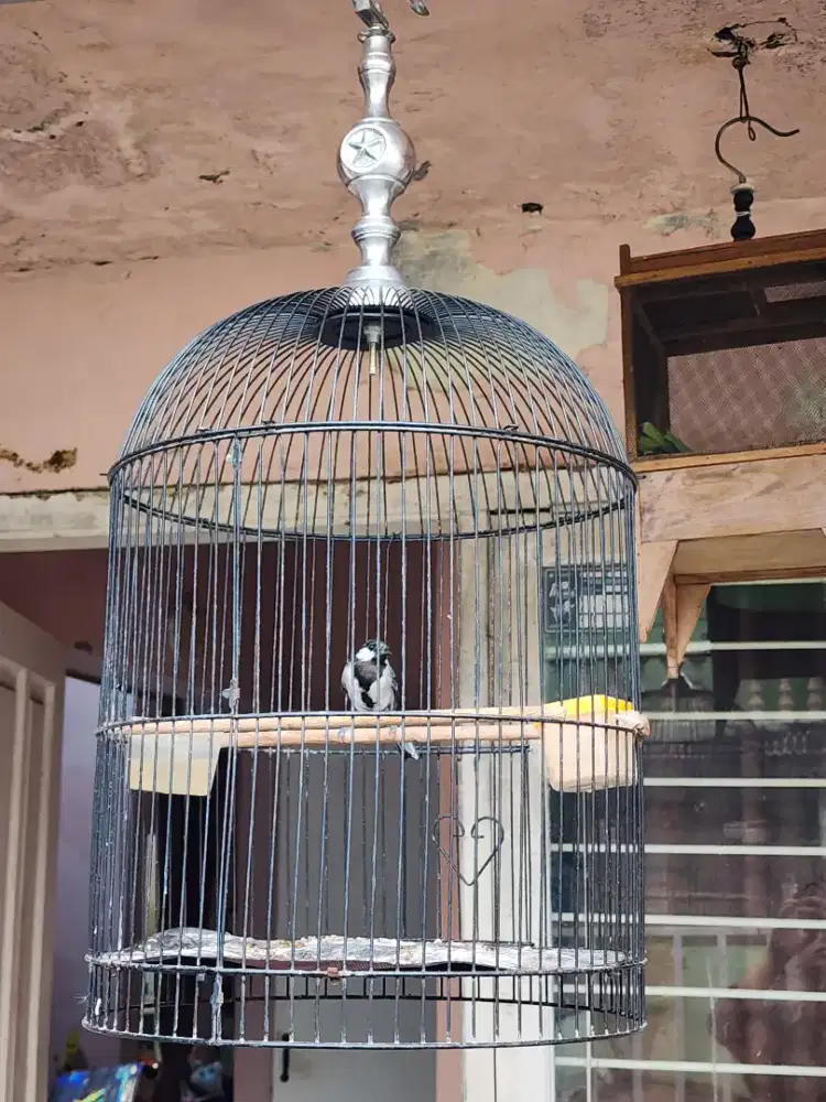 Gelatik batu rajin bunyi