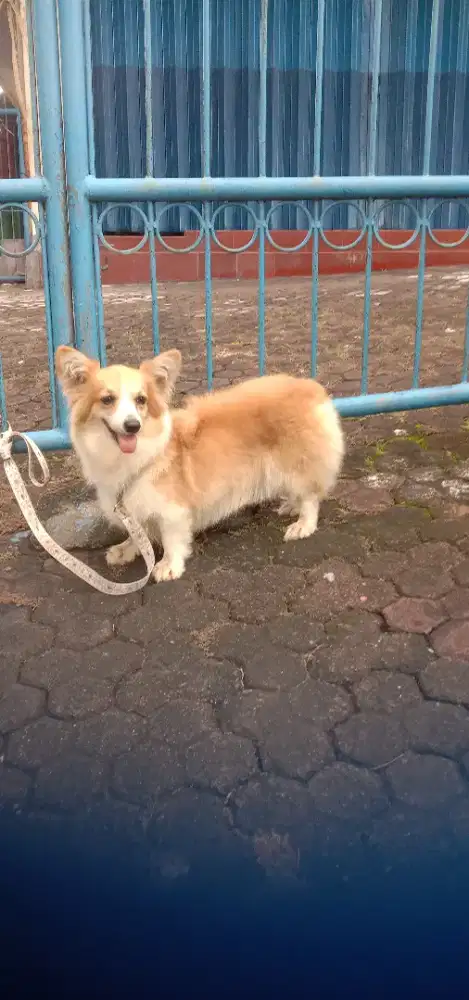 Corgi betina 16 bln belum pernah punya anak,