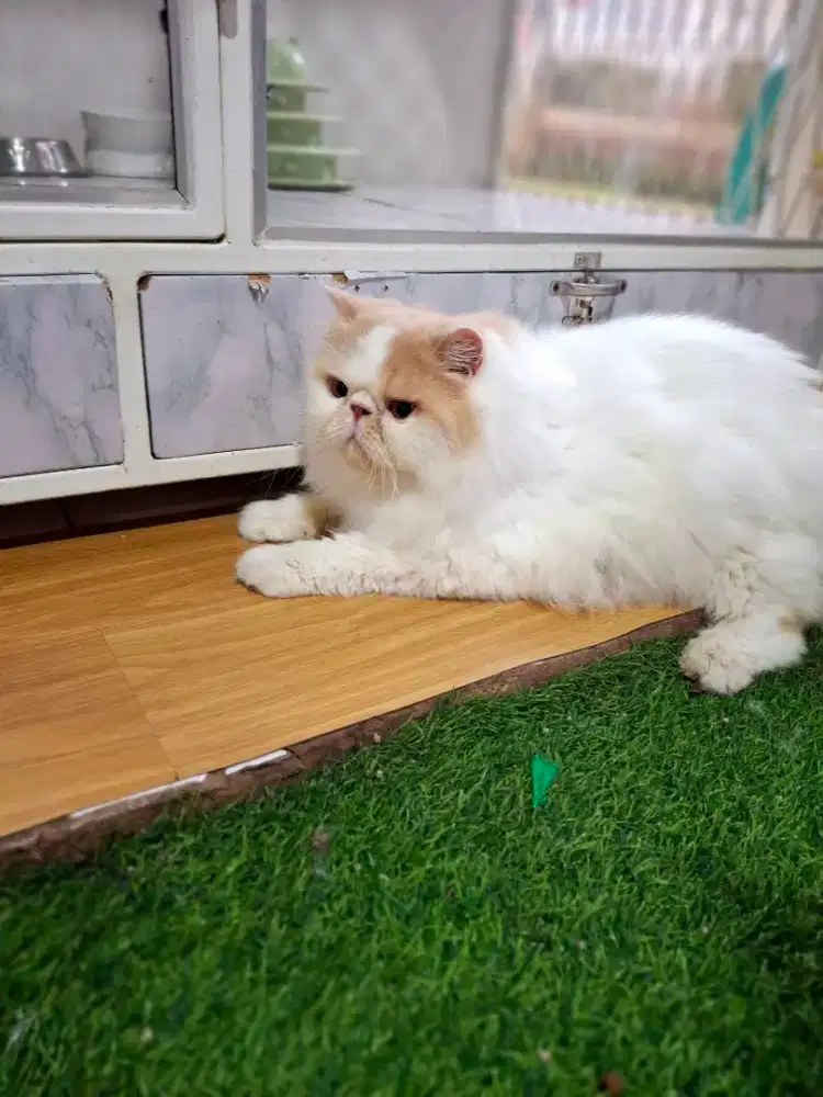 Kucing peaknose jjantan super bibgon longhair