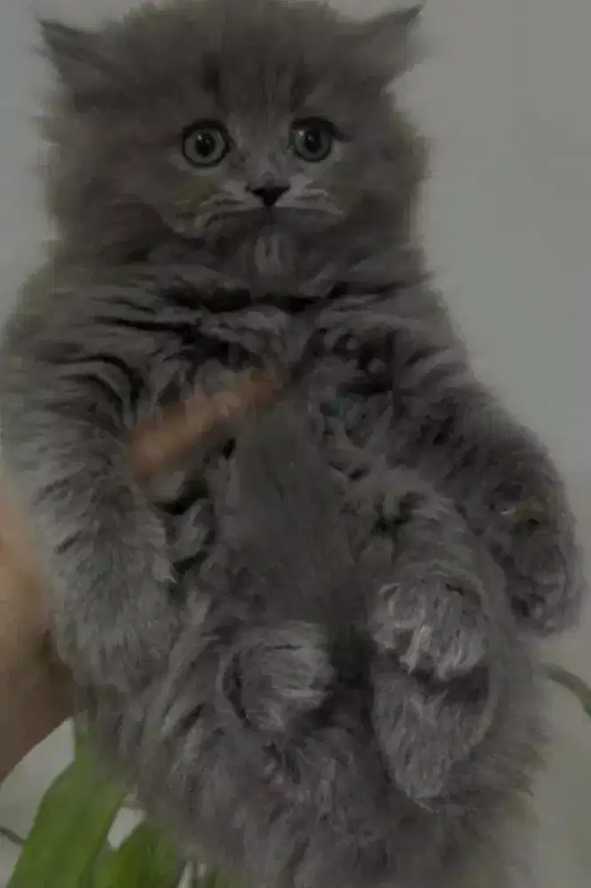 Kucing kitten British Female Bluesolid