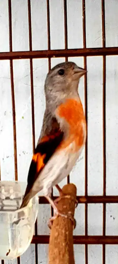 BURUNG RED SISKIN BUNYI MULUS