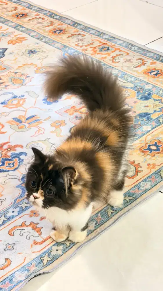 Jual kitten,persia long hair, umur 2.5 bulan, 3 warna