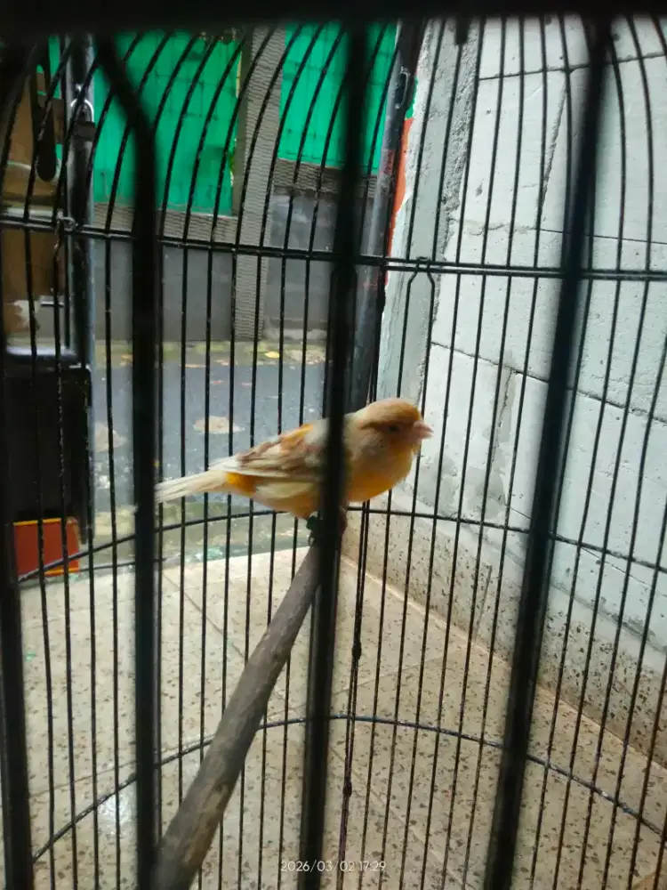 Kenari Betina siapan