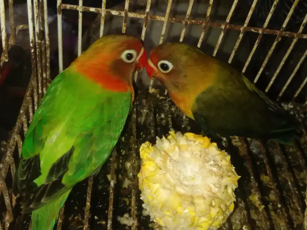 LOVEBIRD BALIBU 2.5  BULAN