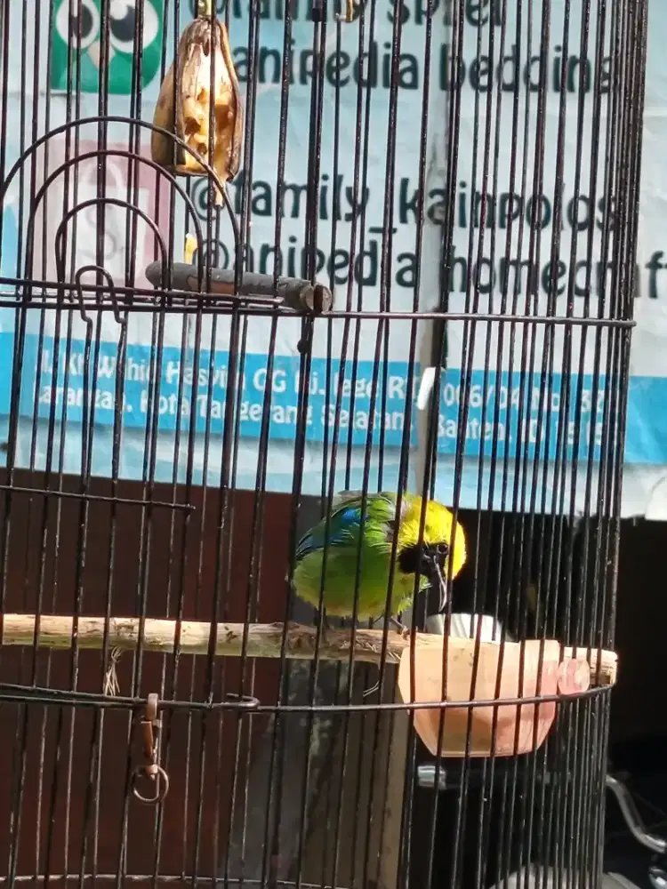 Kutilang hijau burha