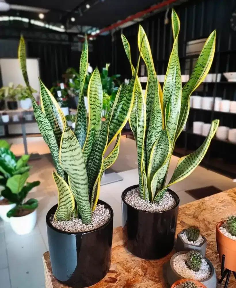 Terima Hibahan Tanaman Hias & Buah Sayur Sudah Tidak Ingin Dirawat