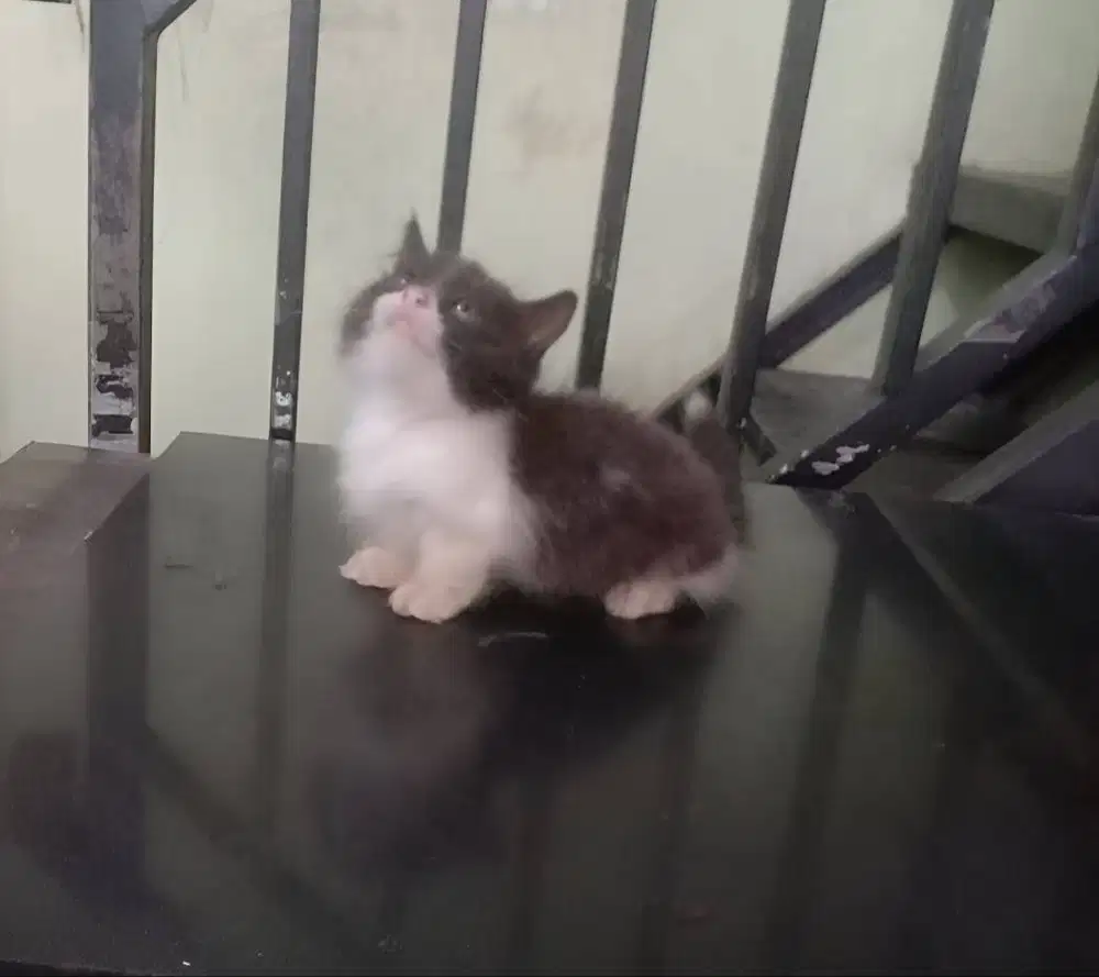 kucing kitten munchkin sepasang