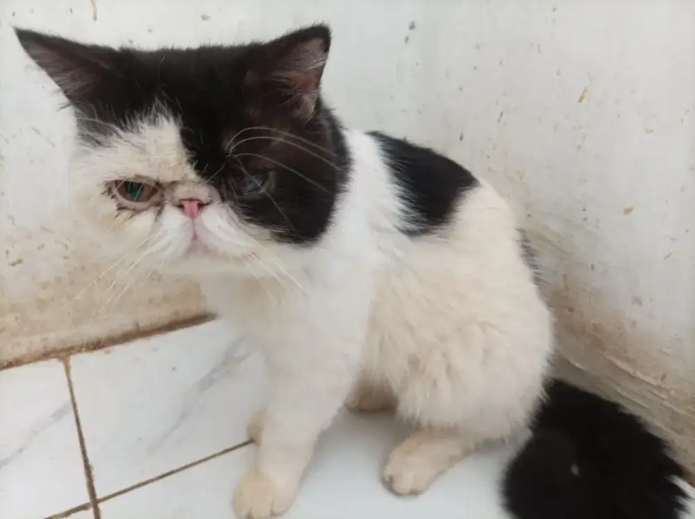 Kucing Peaknose Exotic