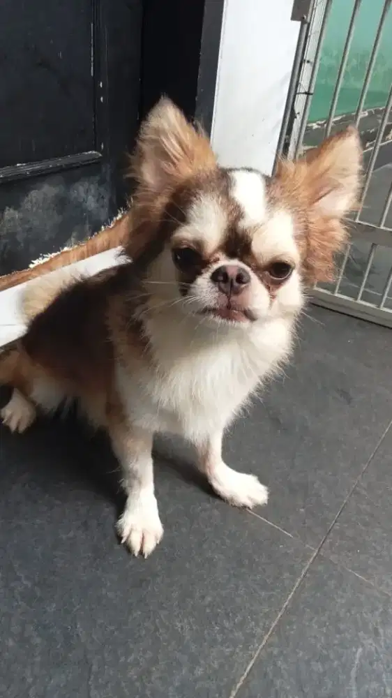 Jual chihuahua long coat jantan cakep penurut