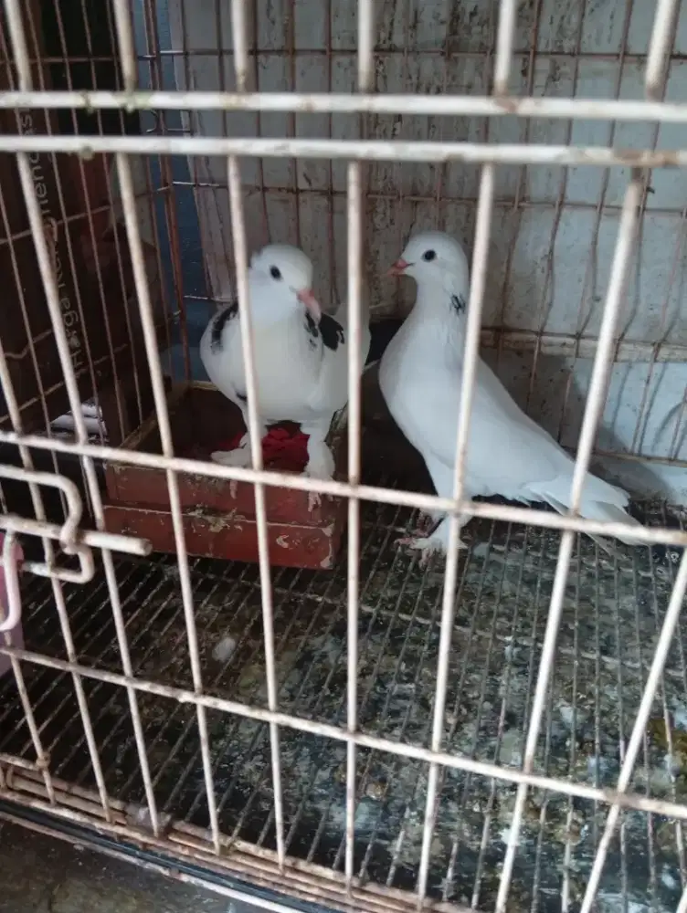 Sepasang merpati jembros