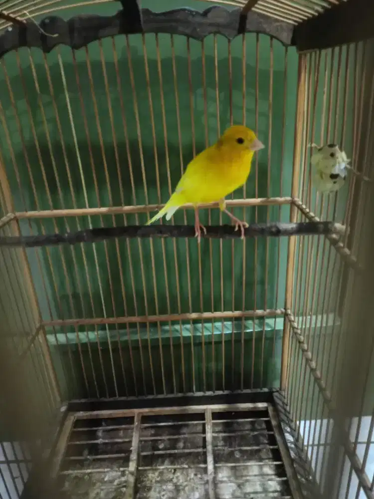Burung kenari jenis loper big warna kuning