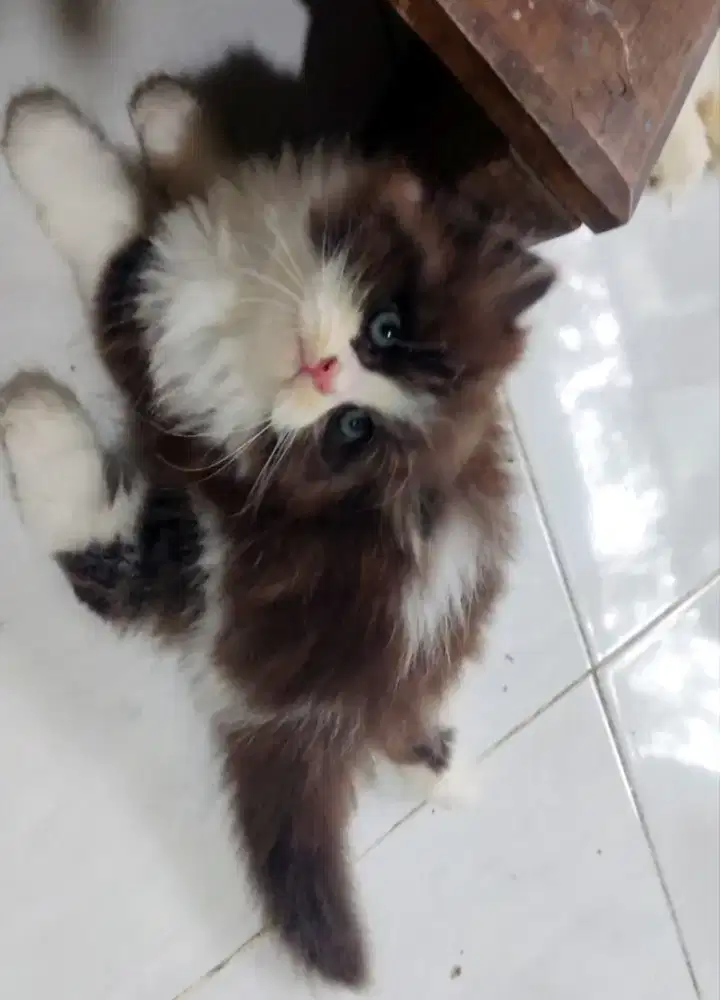 Kitten gembul betina