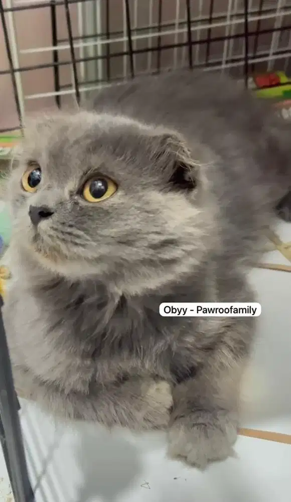 Scottish Fold Mix BSH, Blue BLH, Triple Fold