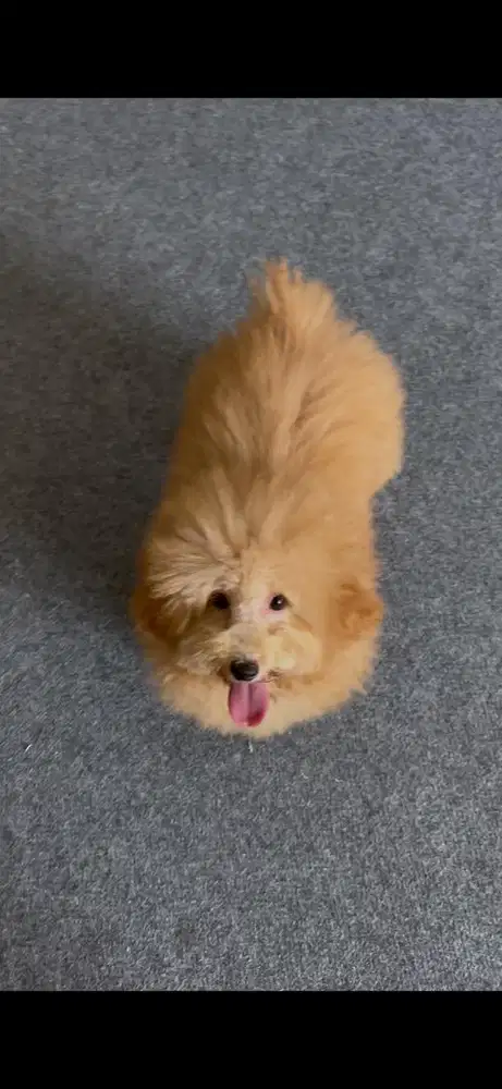 toy poodle non stambum