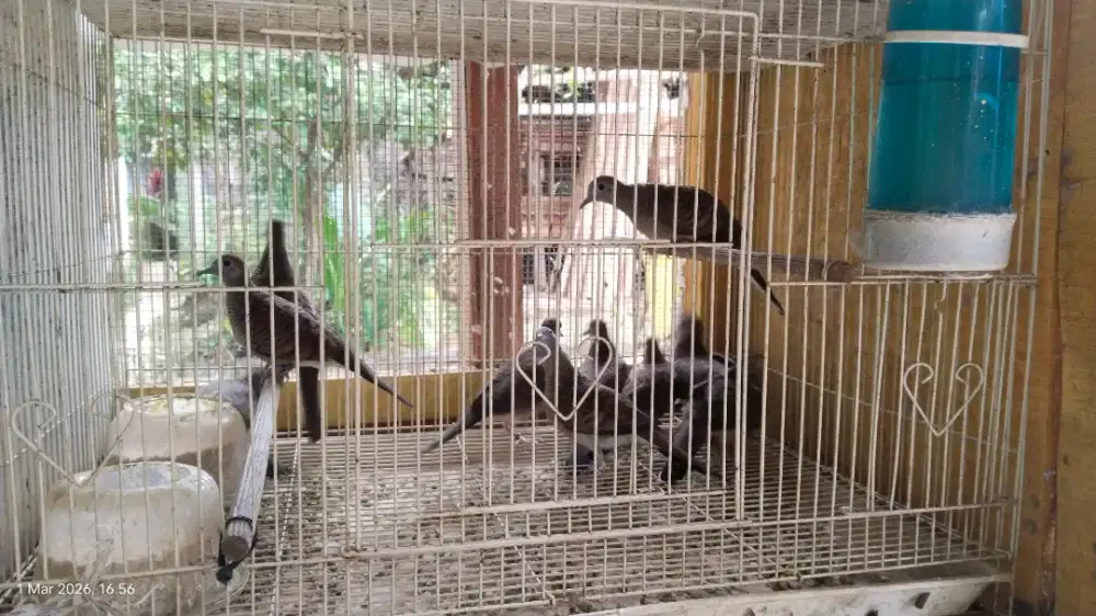 Burung perkutut bangkok