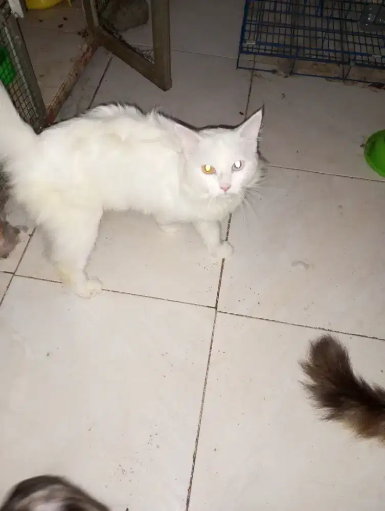 Kucing Persia mata odd eyes cewek