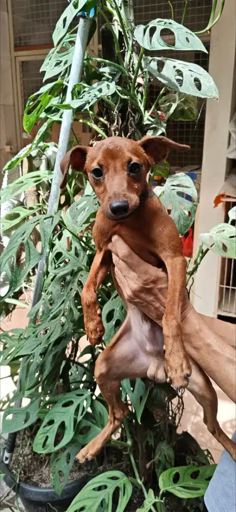 Jual anakan anjing mini pincher pinscher