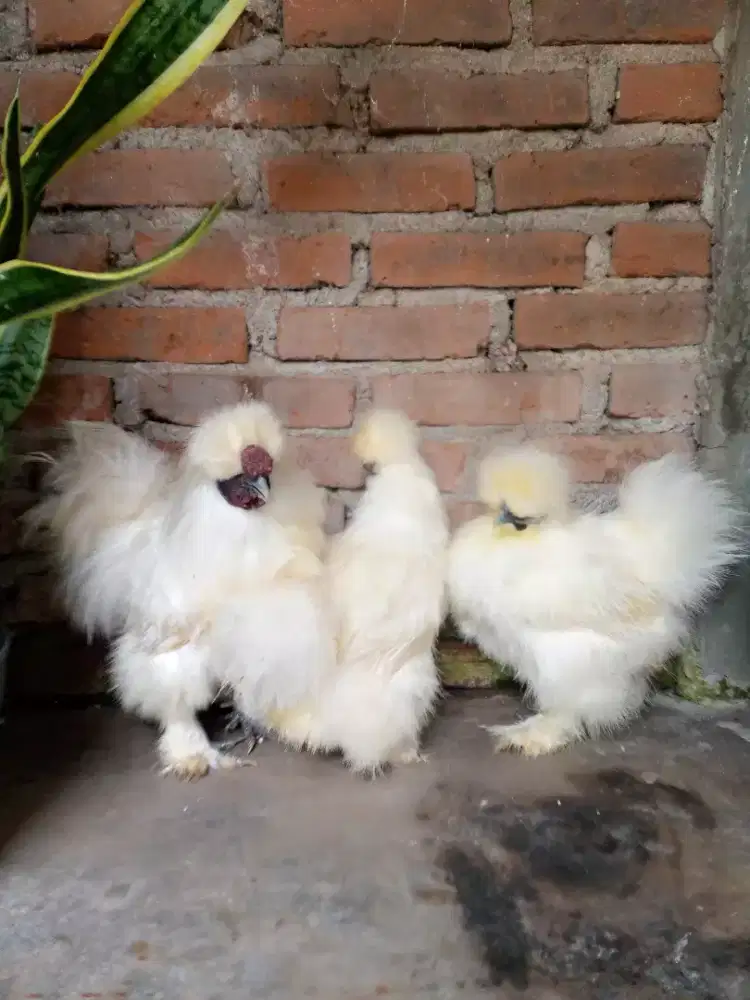 Ayam hias american silky