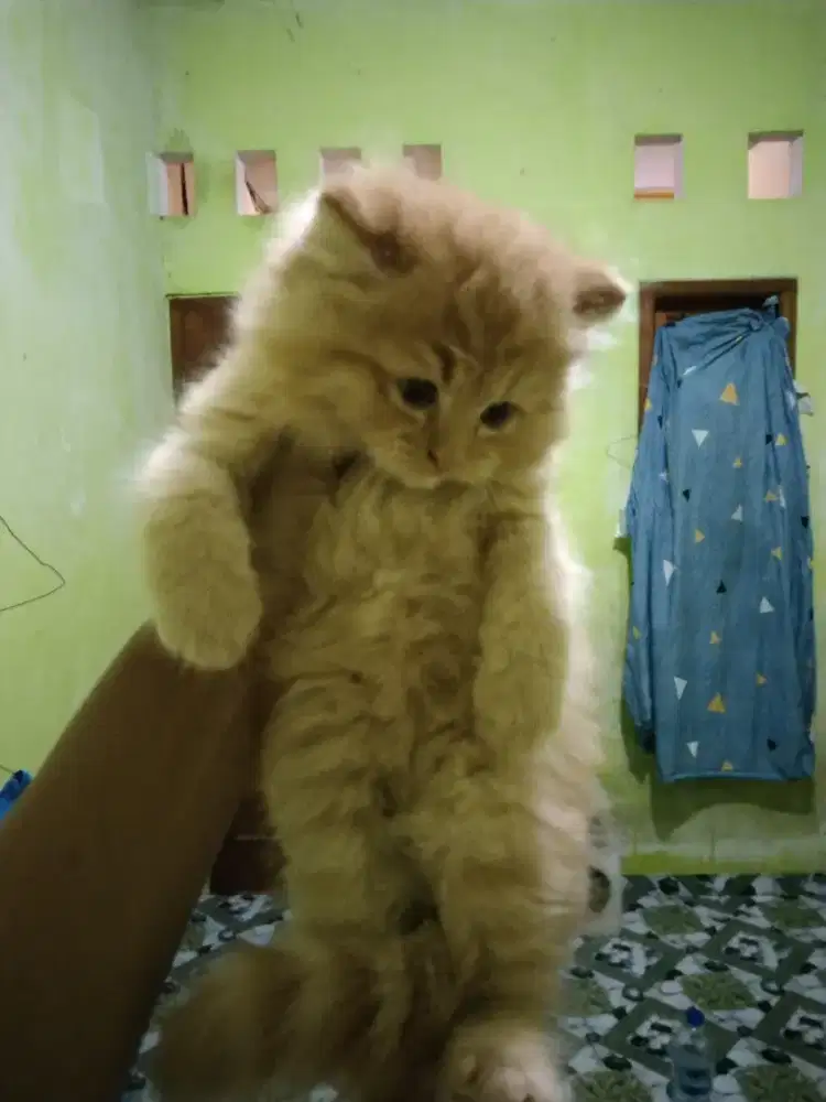 Kucing Persia medium jantan  usia 2,5 bulan gembul bulu longhair