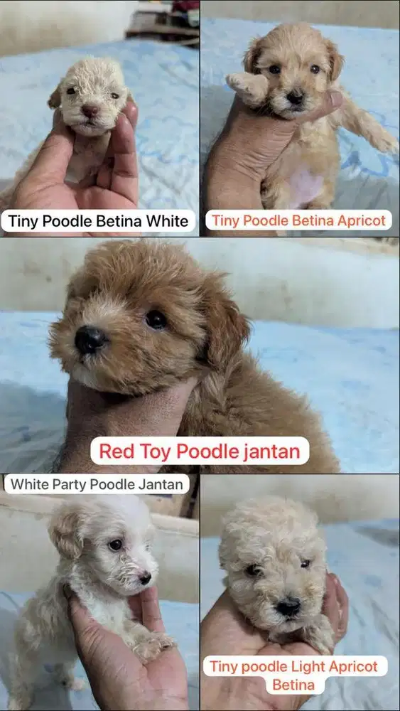 Red/White/Apricot poodle