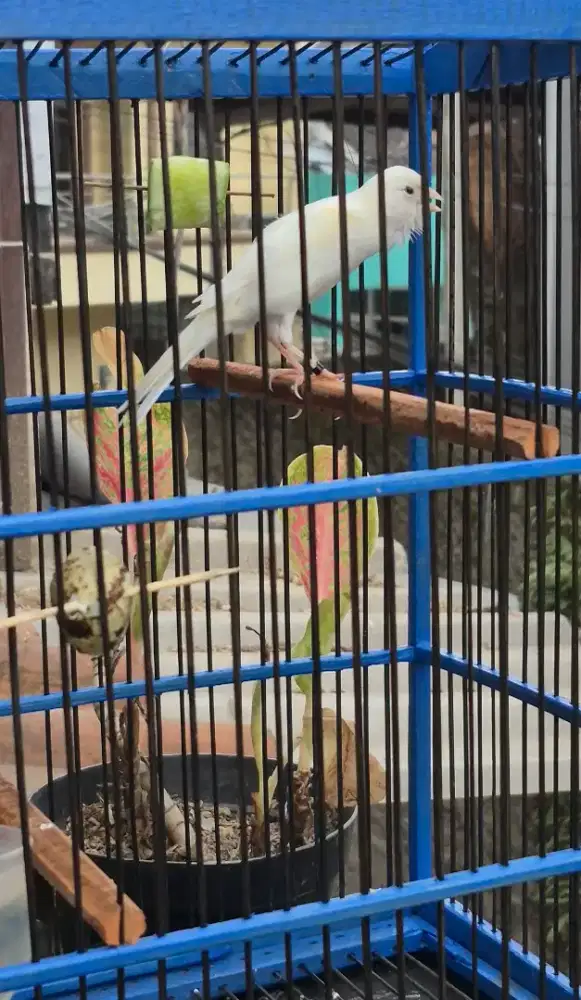 Kenari Sfbb ada Isian Blackthroat