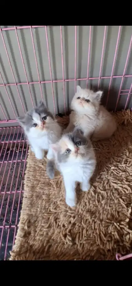 Kitten Persia super kualitas bagus