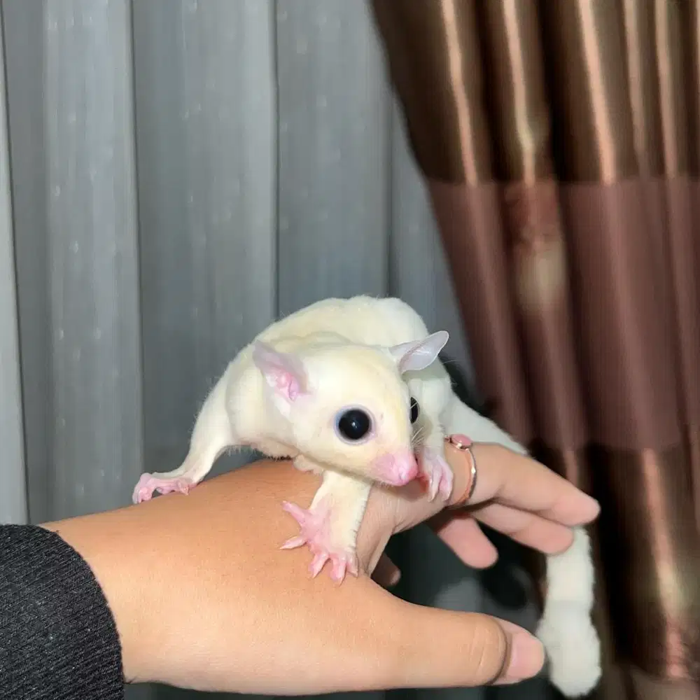 sugar glider leucistic jantan