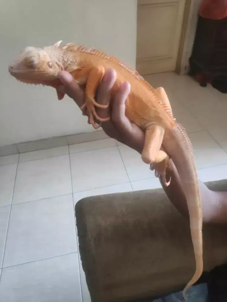 IGUANA SUPER RED, PONDOK PEKAYON, GALAXI, BEK.SEL.