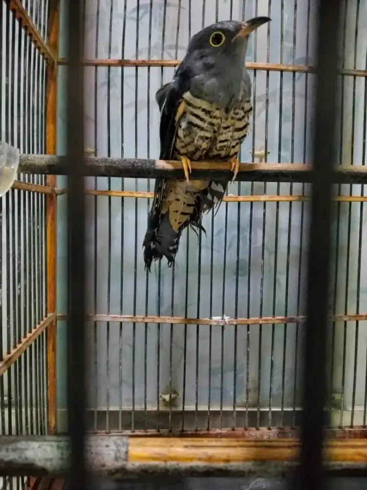 Burung kedasih abu abu