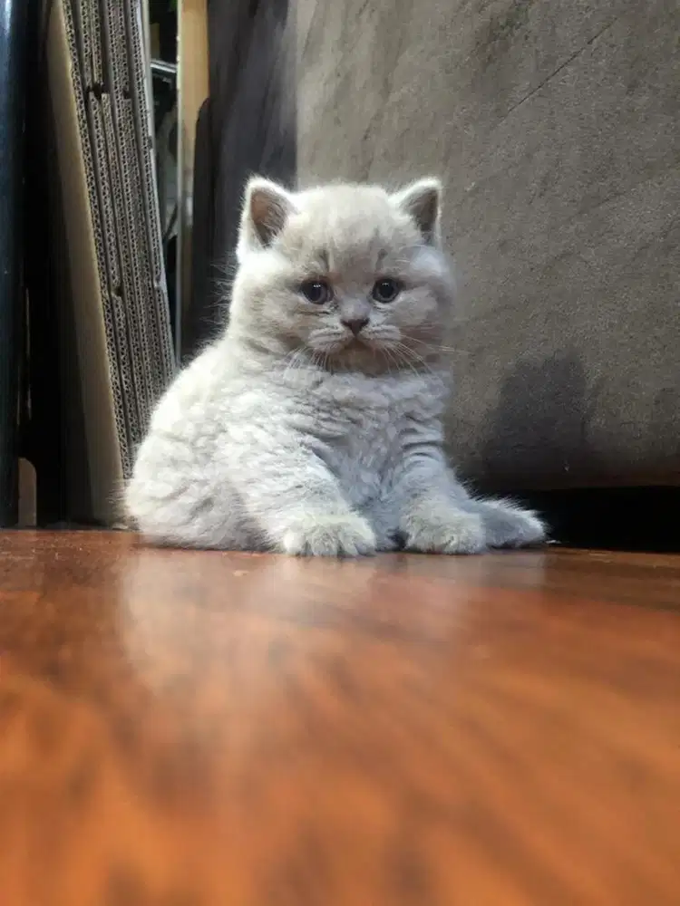 Kitten bsh british short hair lilac solid