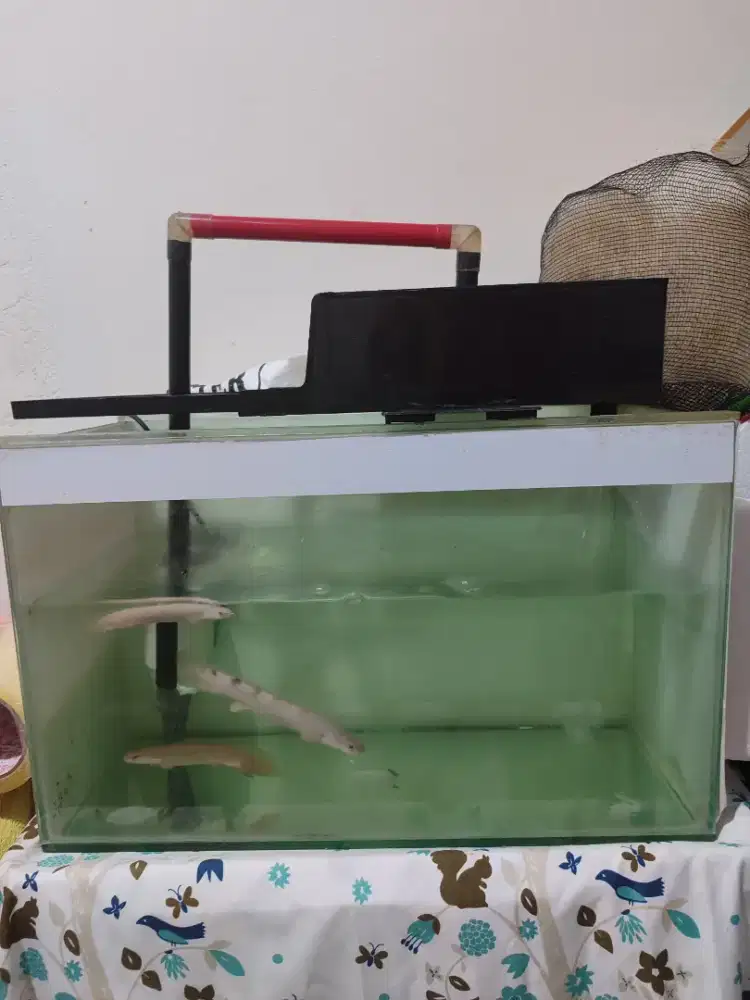 IKAN PALMAS SENEGALUS DELHEZI PER EKOR