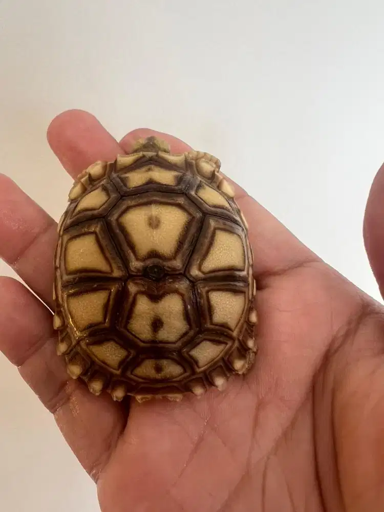 sulcata 12scute rare