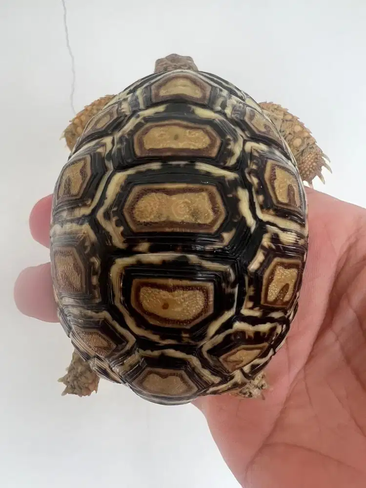 leopard pardalis salju