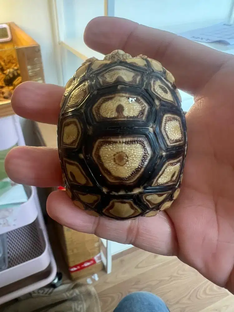 leopard pardalis 12scute simetris