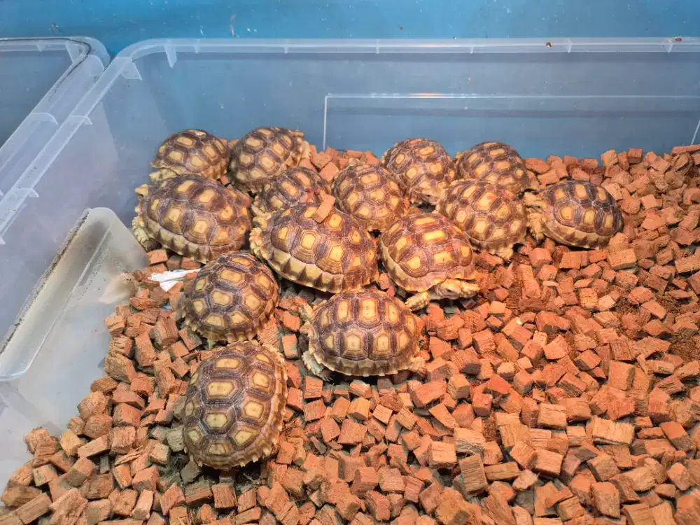 Sulcata cb lokal,ternakan sendiri Kura darat sulcata tortoise