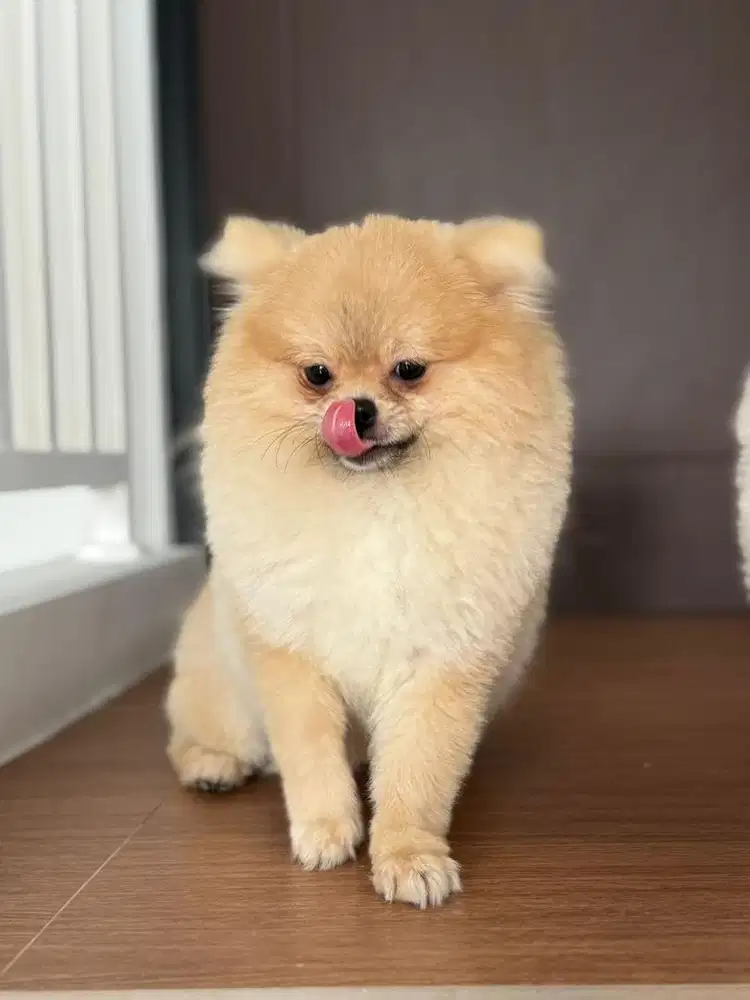 mini pom jantan short stb