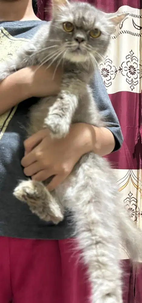 Kucing Betina Persia