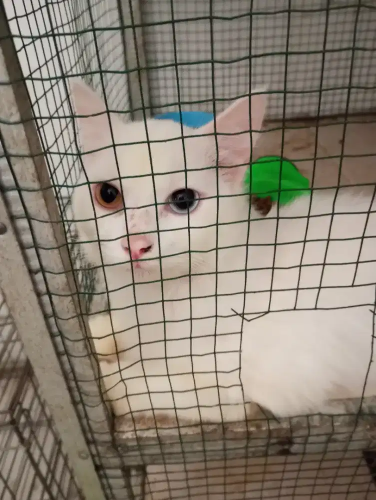 Kucing Persia mata odd eyes warna biru sama oren cewek