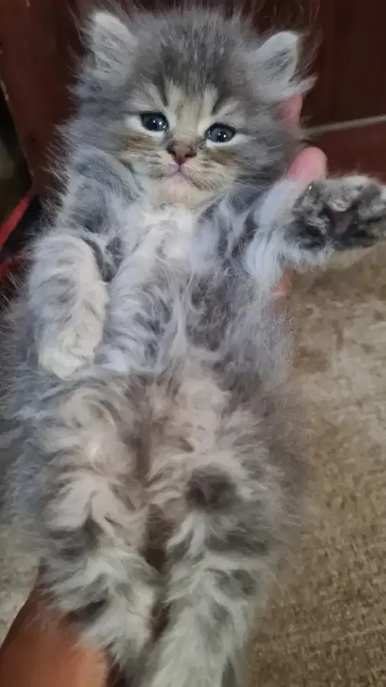 Kucing persia flatnose longhair