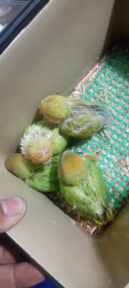 Jual lolohan /anakan lovebird nonklep