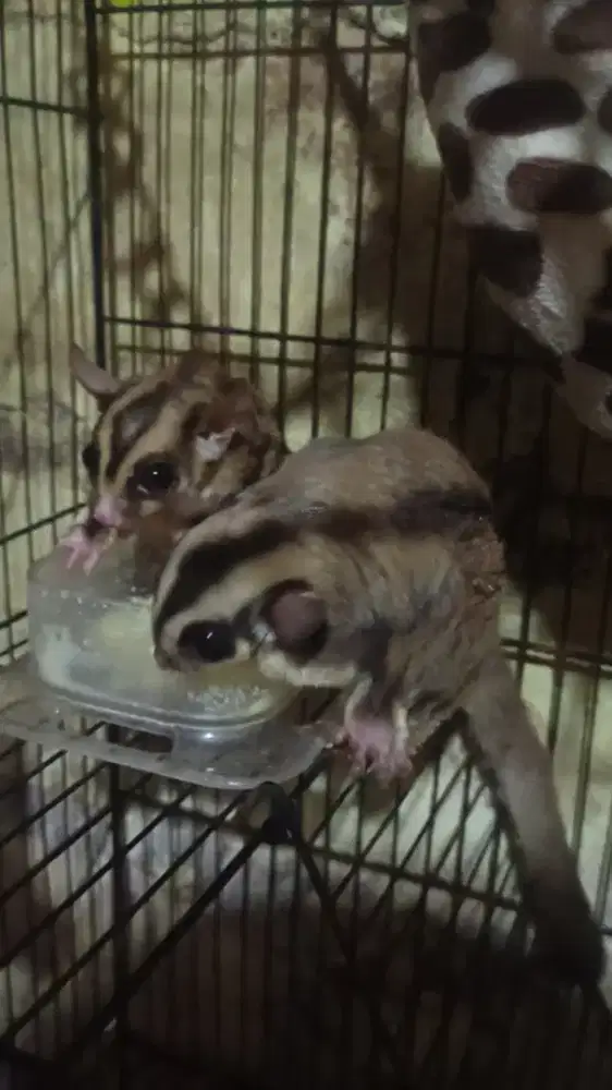 Sugar glider sepasang obes