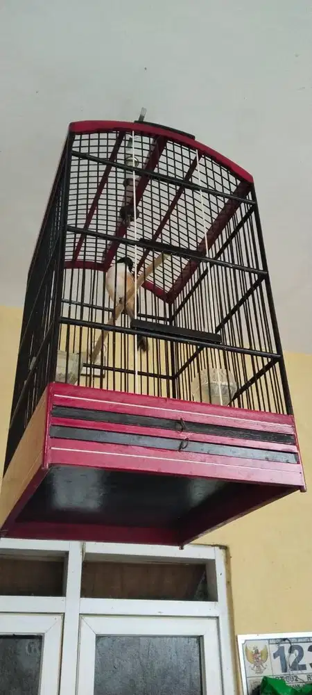 Burung pentet Jatim Rajin