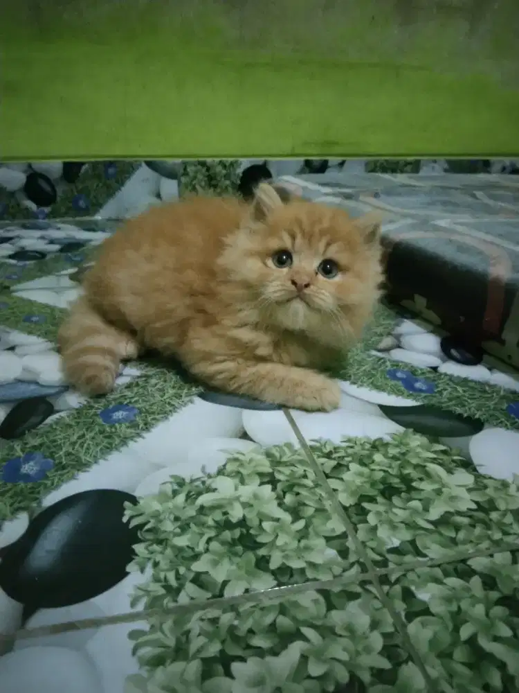 Kucing Persia medium jantan  usia 2,5 bulan gembul bulu longhair