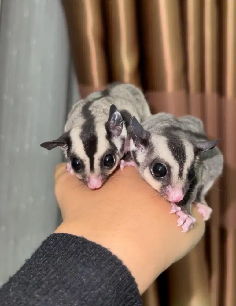 sugar glider classic grey jantan betina