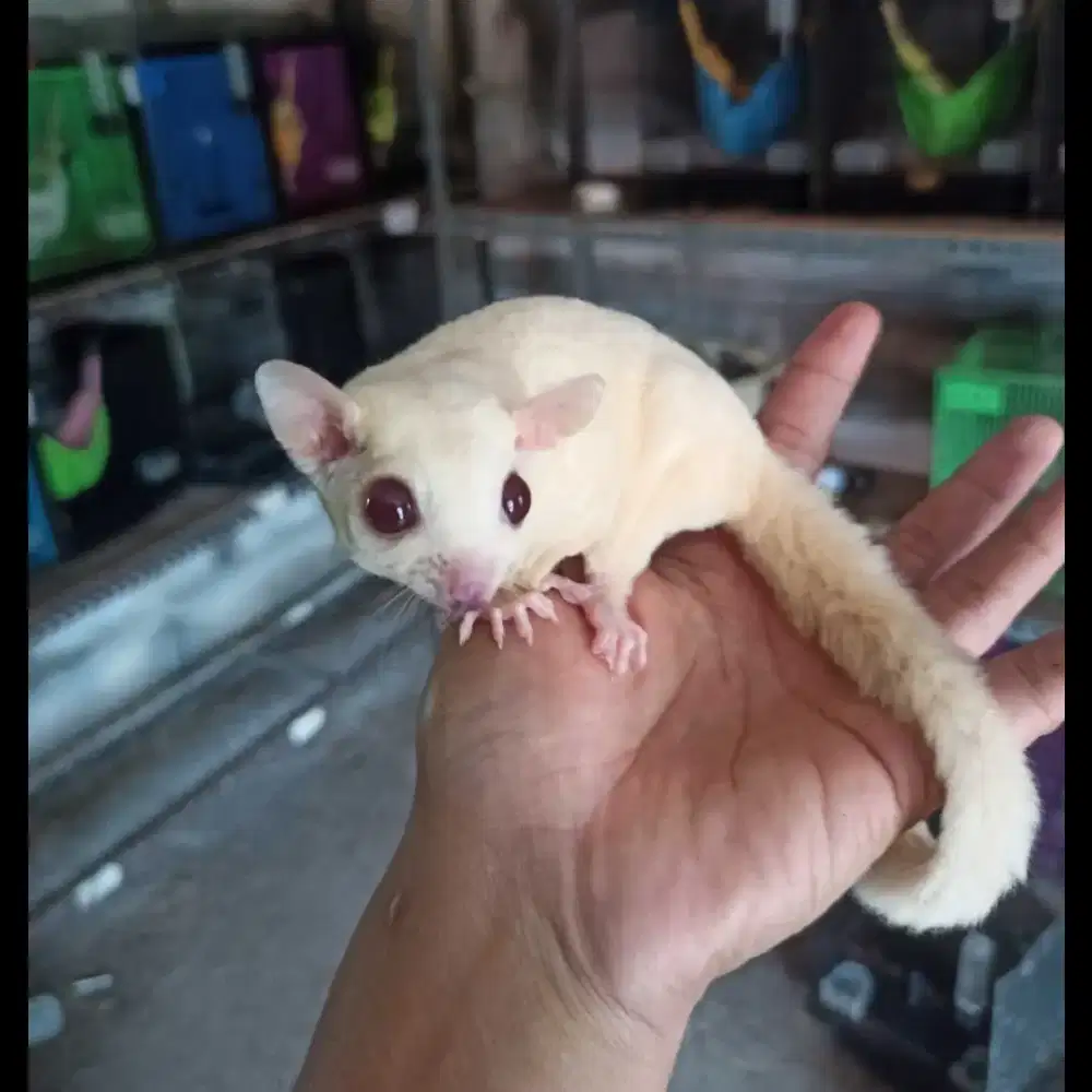 Langka Sugar glider Albino Betina Indukan Jinak