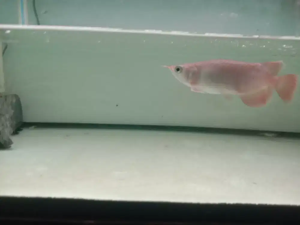 Arwana Super Red  SSB Semi king size -+18cm