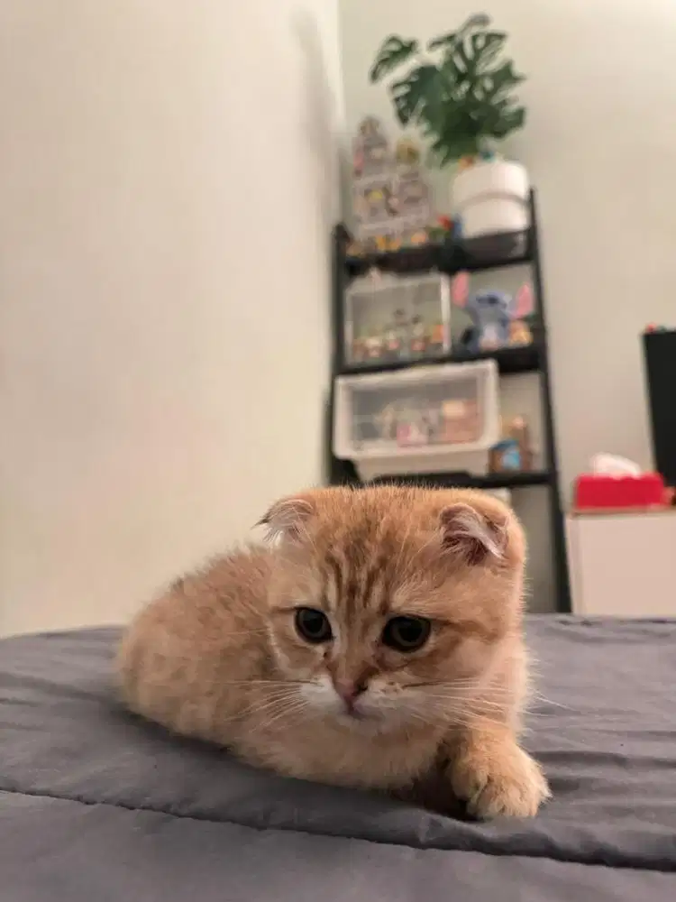 Scotiah fold golden ticked ny11