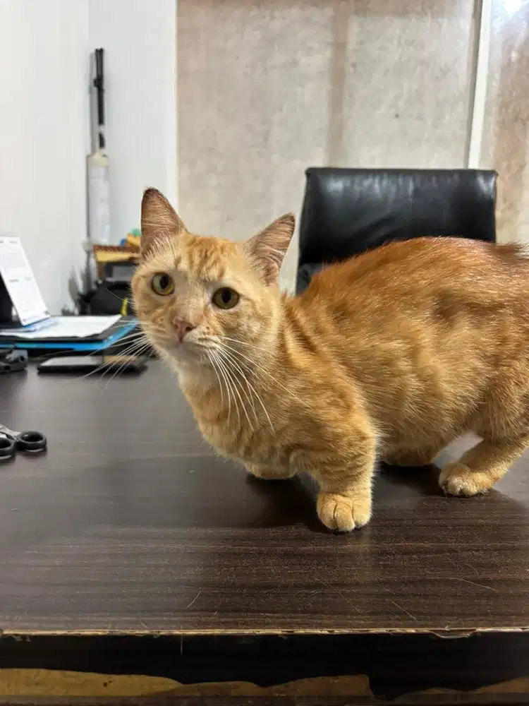 Open Adopt Munchkin Jantan