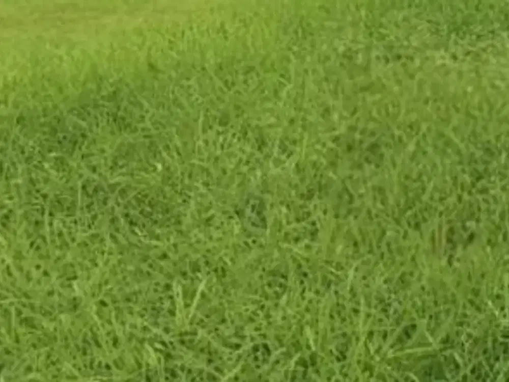 Kavling Tanah   Lokasi Waterfront  Citraland Surabaya Barat Row 25 Mobil